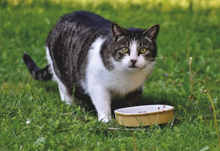Qué comen los gatos: Guía completa de nutrición felina